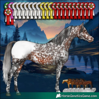 Horse Color:White Spotted Bay Appaloosa 