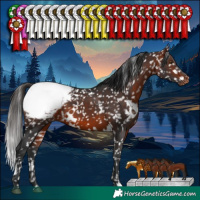 Horse Color:White Spotted Bay Snowcap 