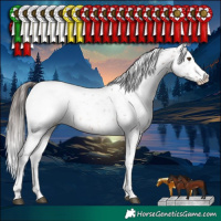 Horse Color:White Spotted Bay Appaloosa 