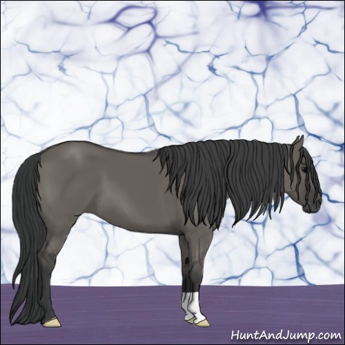 Horse Color:Grullo 