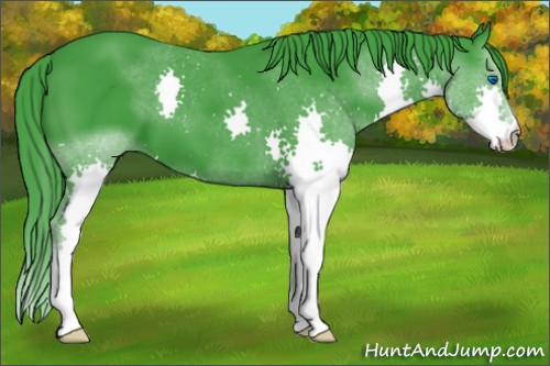 Horse Color:Watercolor Black Splash 