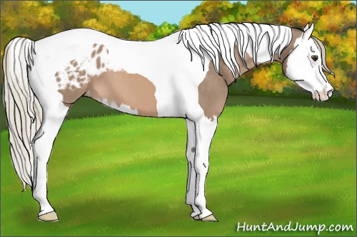 Horse Color:Chestnut Mushroom Sabino Splash Tobiano Varnish