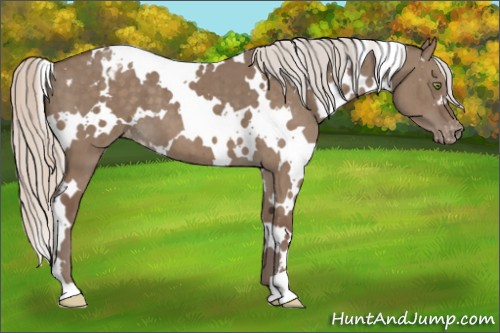 Horse Color:White Spotted Silver Grullo Varnish Brindle 