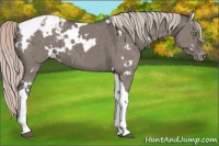 Horse Color:White Spotted Silver Grullo Tobiano Appaloosa Brindle