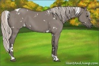 Horse Color:White Spotted Silver Grullo Tobiano Brindle 