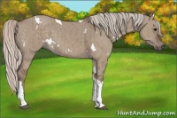 Horse Color:White Spotted Silver Grullo Tobiano Brindle 