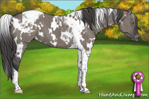 Horse Color:White Spotted Grullo Tobiano Appaloosa Brindle 