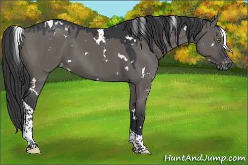 Horse Color:White Spotted Grullo Tobiano Appaloosa