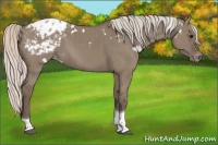 Horse Color:White Spotted Silver Grullo Tobiano Appaloosa Brindle 