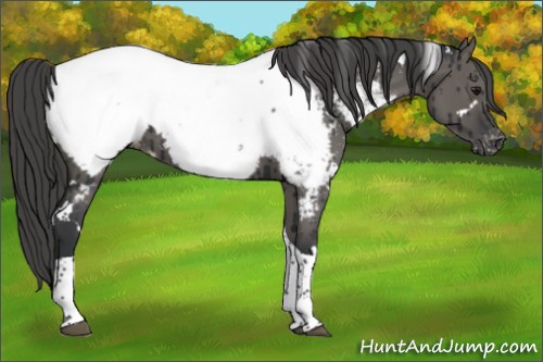Horse Color:White Spotted Grullo Tobiano Appaloosa Brindle