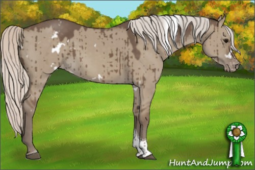Horse Color:White Spotted Silver Grullo Tobiano Appaloosa Brindle