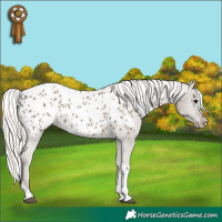 Horse Color:White Spotted Silver Grullo Tobiano Appaloosa Brindle 