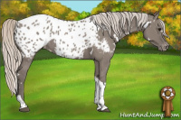Horse Color:White Spotted Silver Grullo Tobiano Appaloosa Brindle 