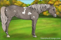 Horse Color:White Spotted Silver Grullo Appaloosa Brindle 
