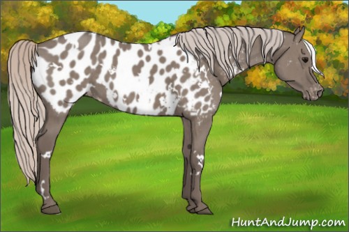 Horse Color:White Spotted Silver Grullo Appaloosa Brindle 