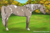 Horse Color:White Spotted Silver Grullo Brindle 