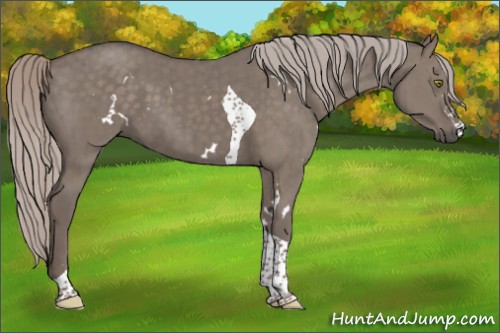 Horse Color:White Spotted Silver Grullo Tobiano Brindle 