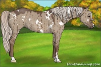 Horse Color:White Spotted Silver Grullo Brindle 