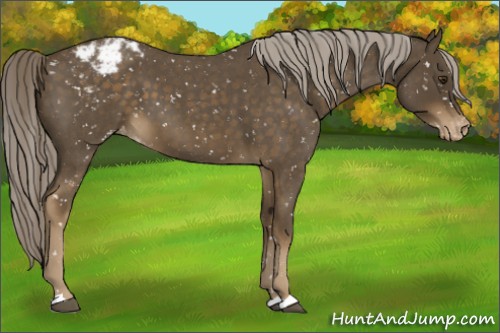 Horse Color:Chocolate Palomino Roan Appaloosa 