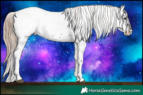 Horse Color:Liver Red Roan Appaloosa 