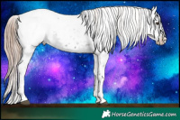 Horse Color:Liver Red Roan Appaloosa 