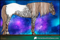 Horse Color:Liver Red Roan Appaloosa 