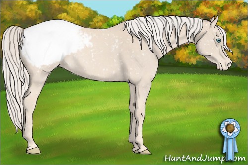 Horse Color:Cremello Roan Appaloosa 