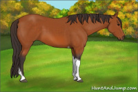 Horse Color:Buckskin Tobiano 