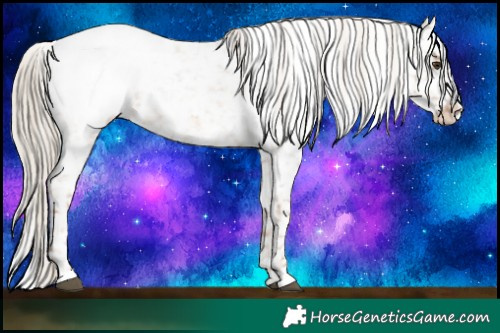 Horse Color:Chocolate Palomino Roan Appaloosa 