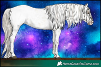 Horse Color:Chocolate Palomino Roan Appaloosa 