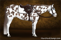 Horse Color:Liver Chestnut Sabino Splash Appaloosa  and Liver Chestnut Sabino Splash Appaloosa 
