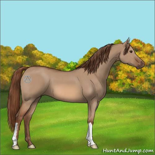 Horse Color:Red Dun 