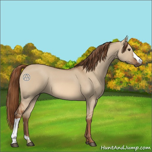 Horse Color:Red Dun 