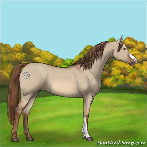Horse Color:Red Dun