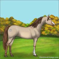 Horse Color:Red Dun 