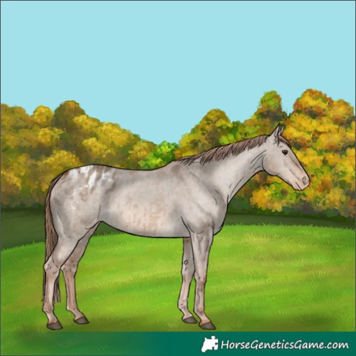 Horse Color:Red Dun Appaloosa and Red Dun Appaloosa