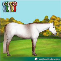 Horse Color:Gray Chestnut 