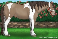 Horse Color:Classic Champagne Tobiano