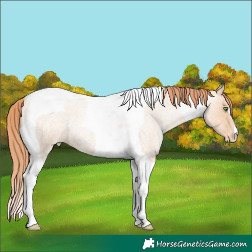 Horse Color:Classic Champagne Roan Pearl Tobiano Varnish 