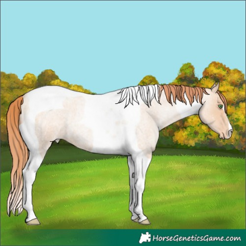 Horse Color:Classic Champagne Roan Pearl Tobiano Varnish