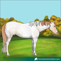 Horse Color:Classic Champagne Roan Pearl Tobiano Appaloosa 