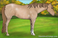 Horse Color:Black Pearl Appaloosa