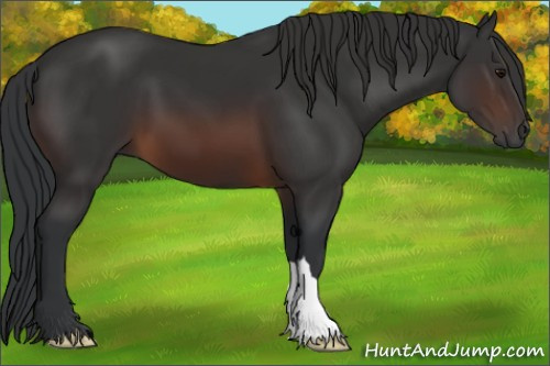 Horse Color:Brown 