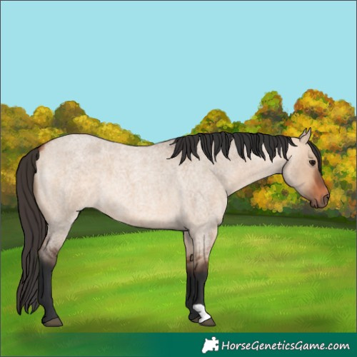 Horse Color:Bay Roan Dun 
