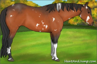 Horse Color:White Spotted Brown Tobiano Rabicano 