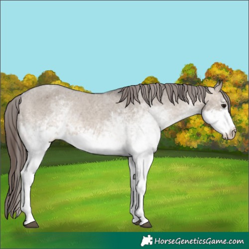 Horse Color:White Spotted Brown Dun Appaloosa