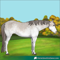 Horse Color:White Spotted Brown Dun Appaloosa 