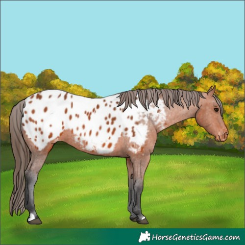 Horse Color:Bay Appaloosa 