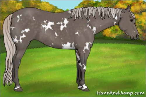 Horse Color:White Spotted Silver Black Sabino Rabicano 