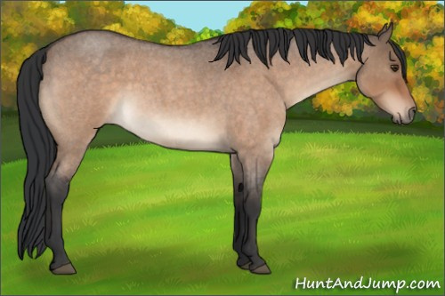 Horse Color:Brown Roan Dun Sabino 